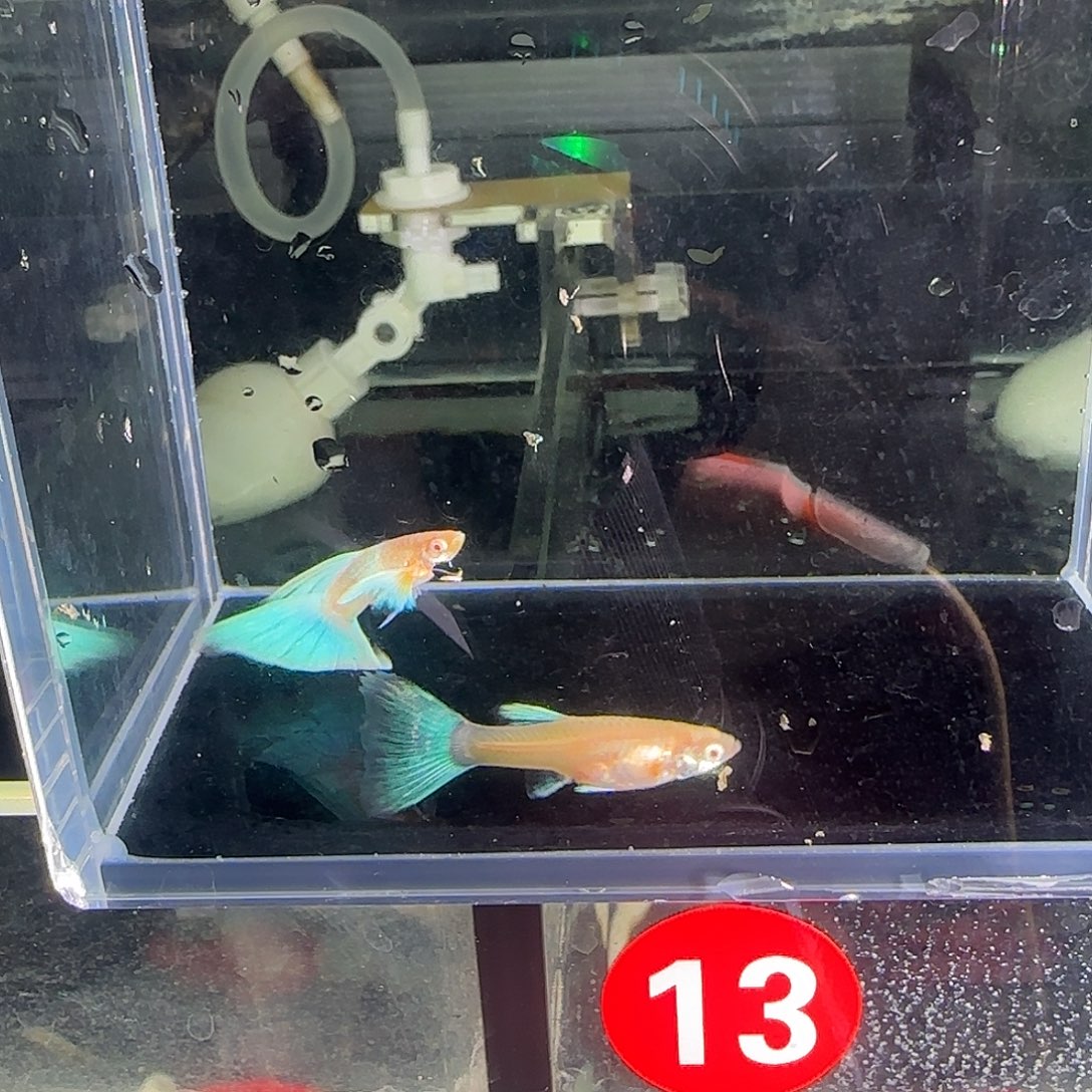 孔雀鱼蓝白欧翼飞船一对