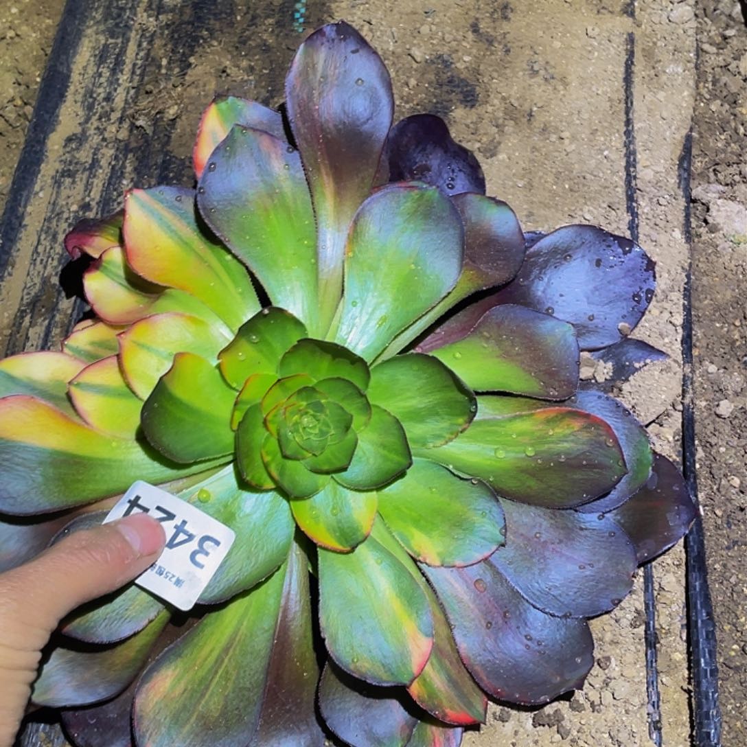 3442巫毒七彩多肉植物