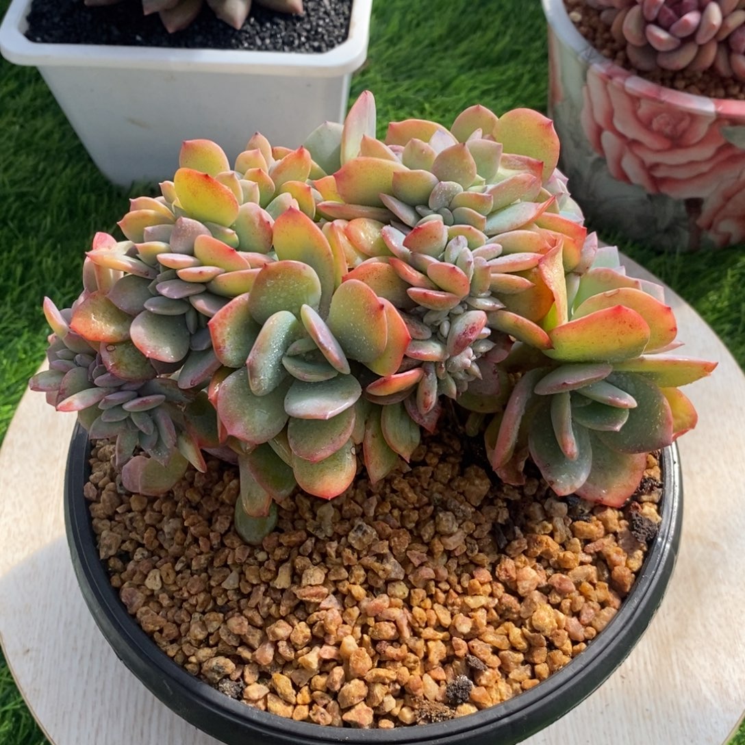 综合链接雪凤缀化