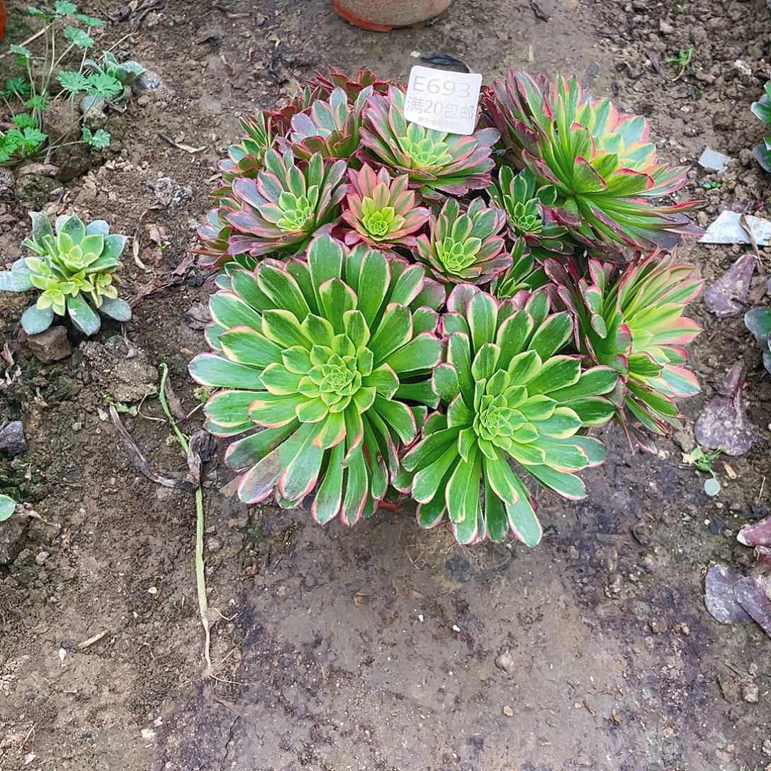 693朝霞多肉小损不包