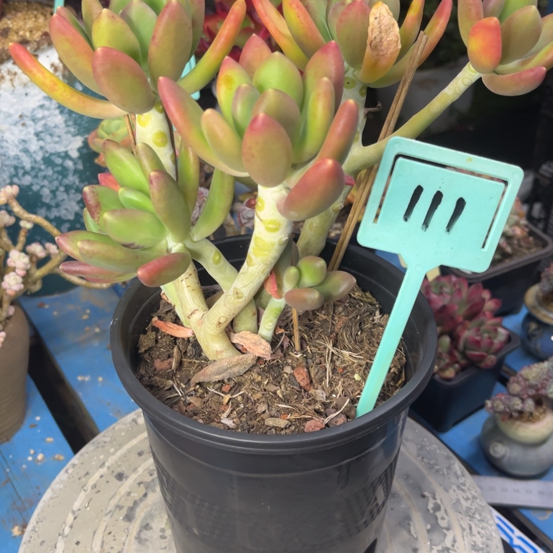 金蝉老桩多肉小群