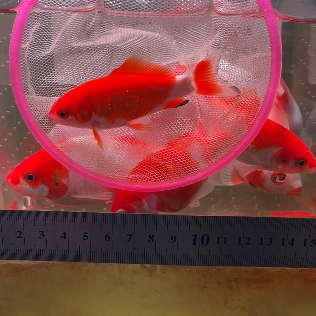 海水鱼325号的车我已经到