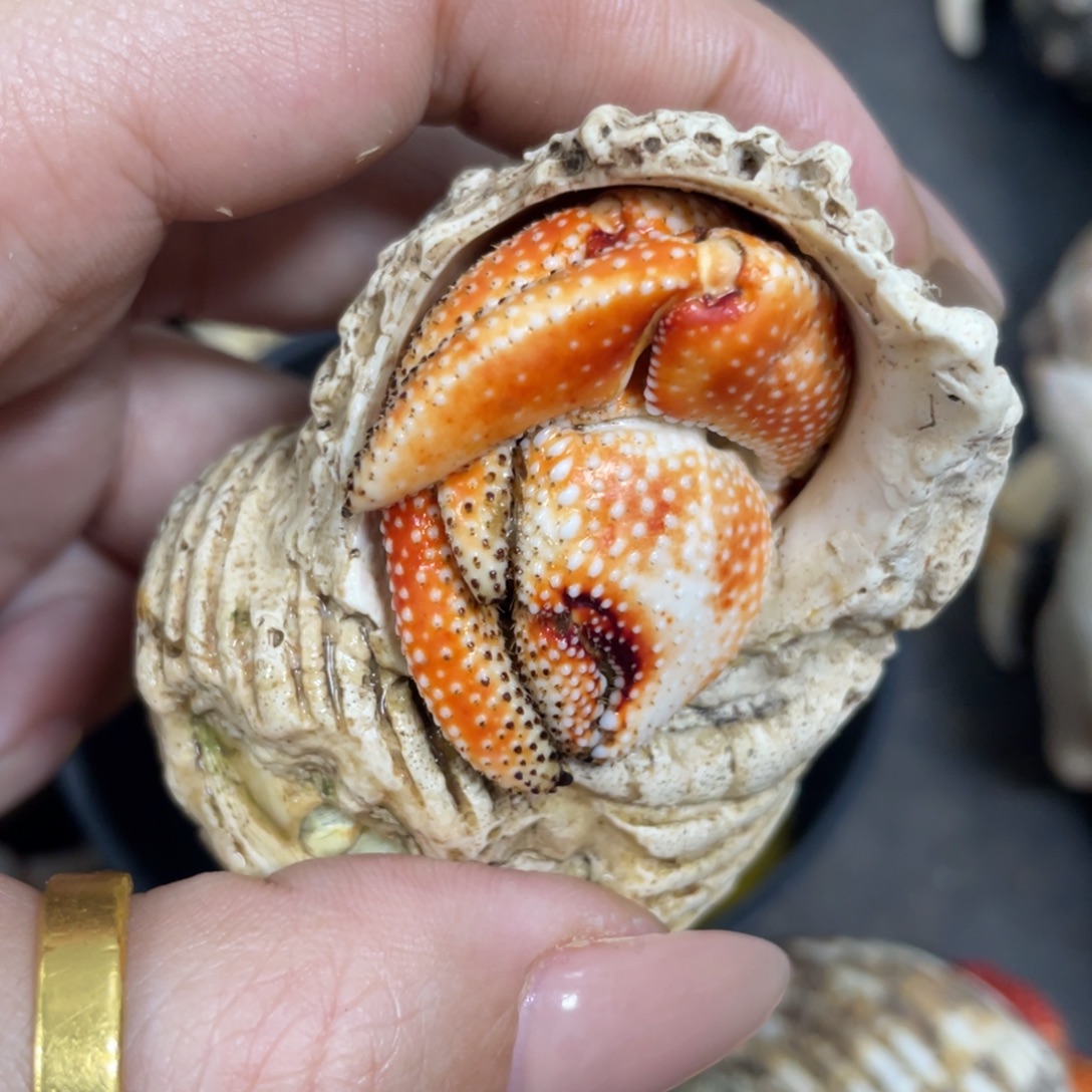 2026新年大吉5159