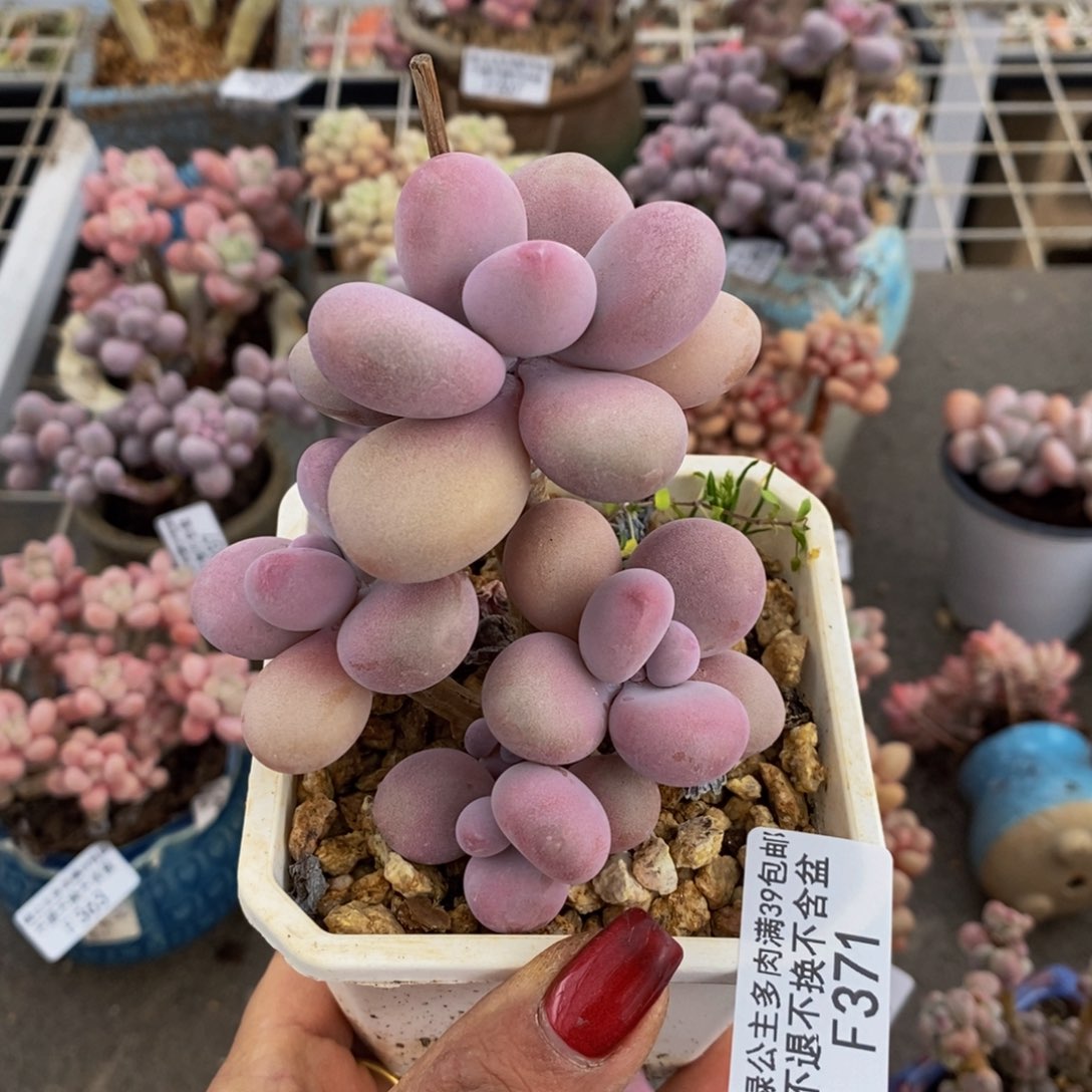 腰子桃蛋371/6c m