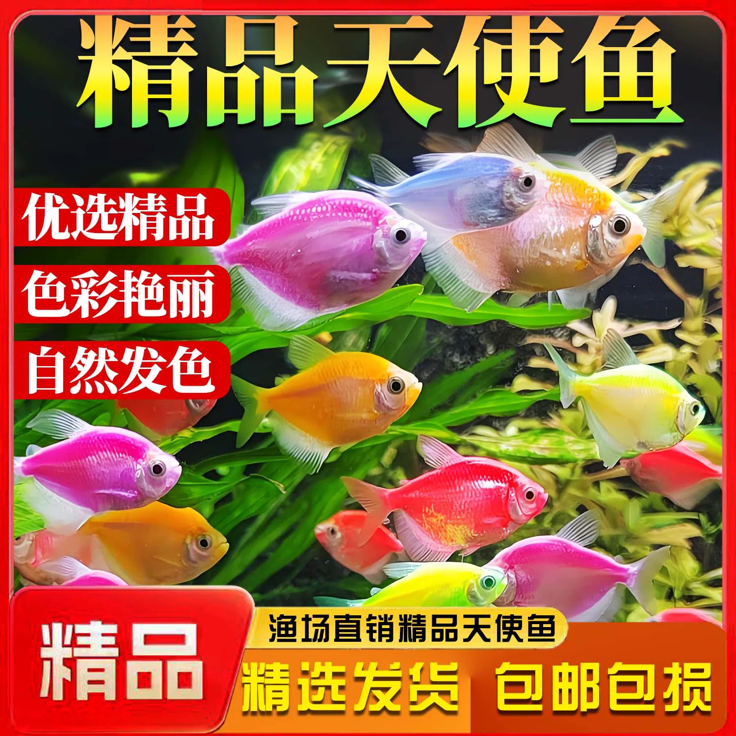七彩天使鱼小型热带观赏鱼颜色丰富群游好养适合新手