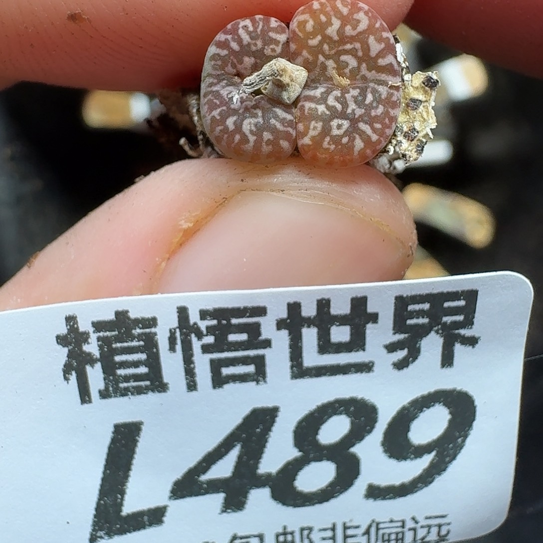 多肉植物的人生ghh