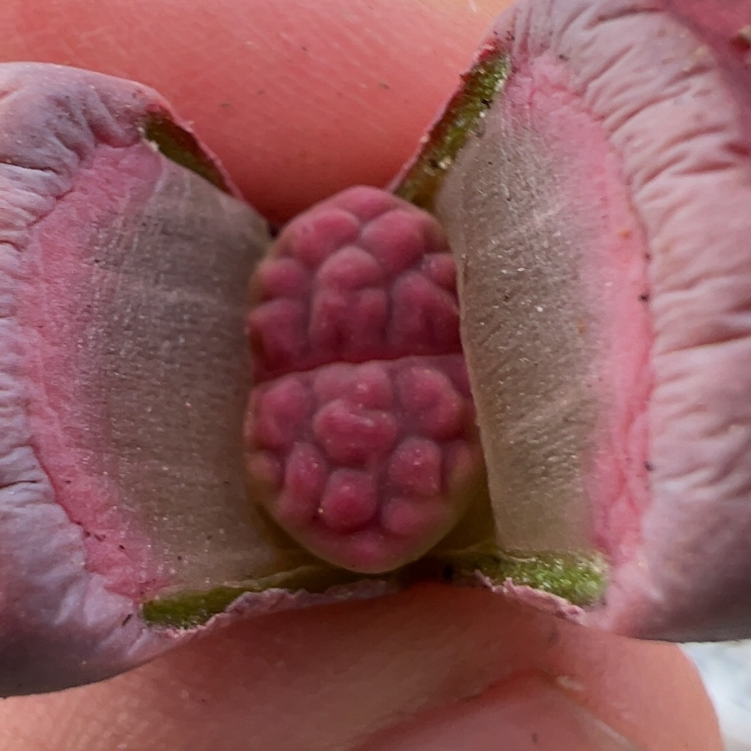 12.13好看的多肉脱土发货876