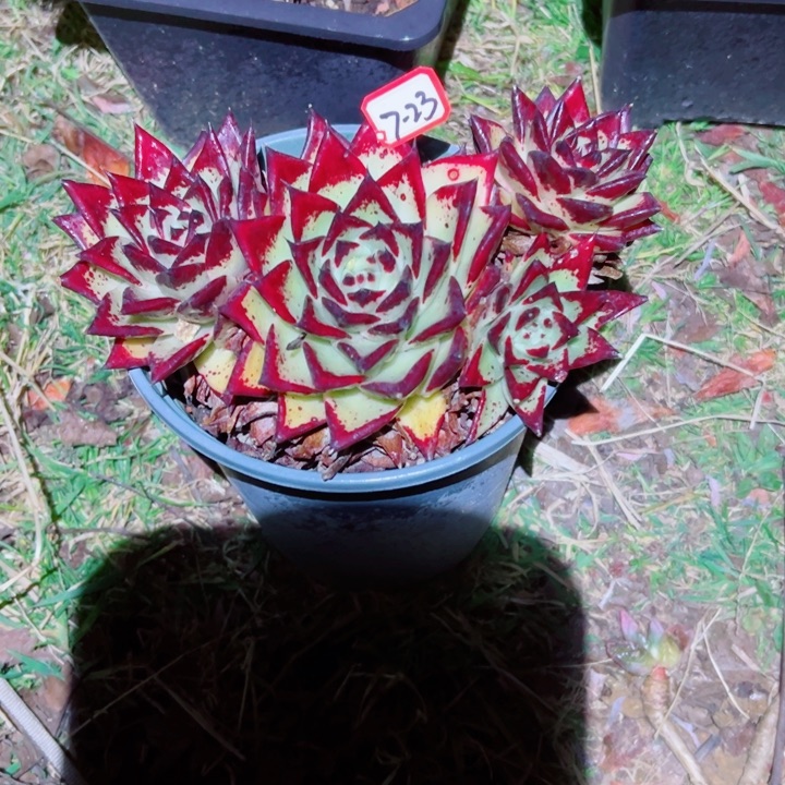 瑞*精品多肉植物老桩