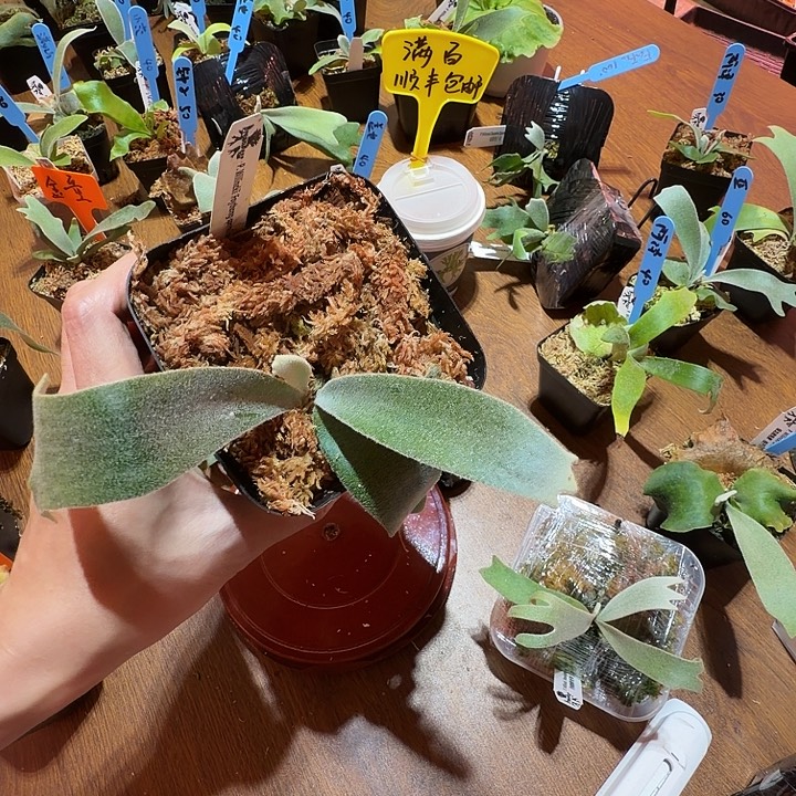 无花朵鹿野直播间竞拍Foythong 