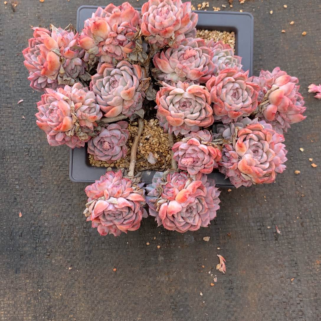 不****调6229不包掉头介意不拍23厘米