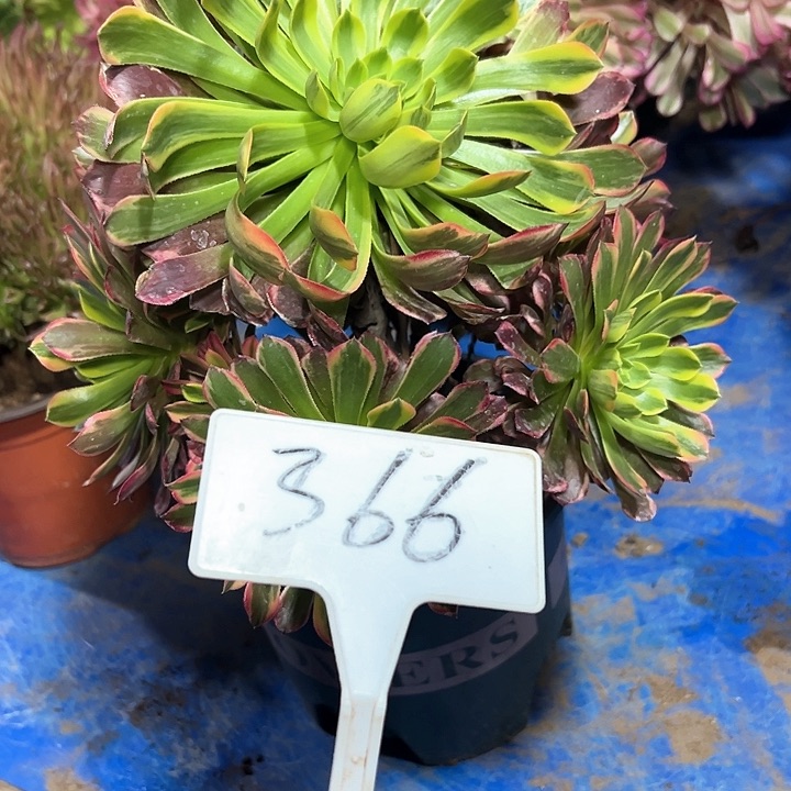 多肉植物朝霞法师