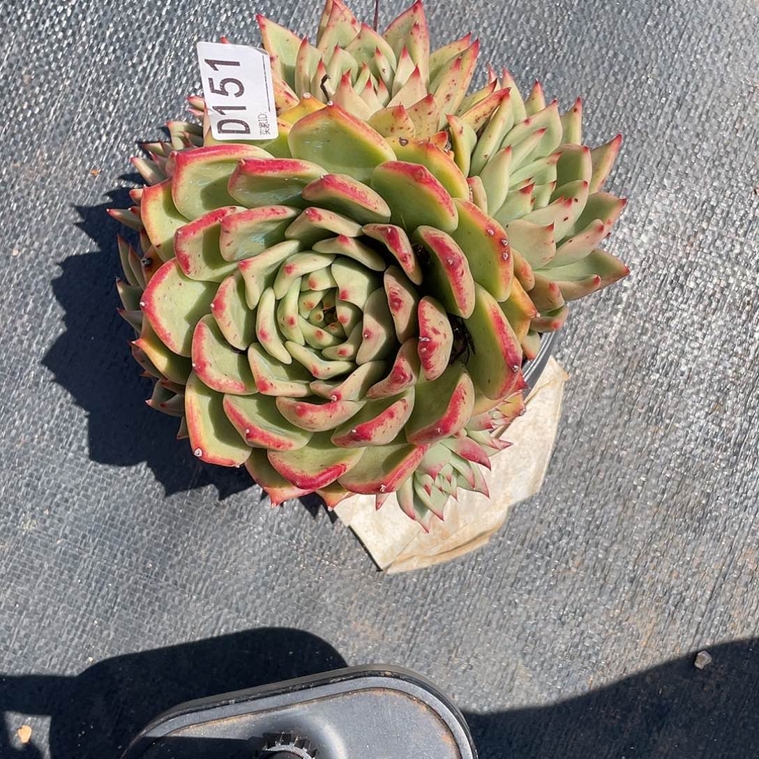 若如东云单拍D151