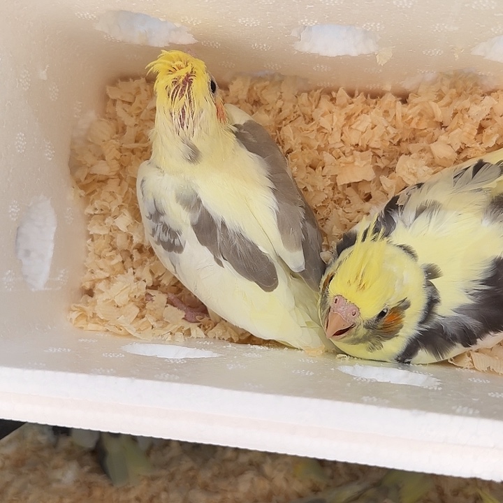 玄凤鹦鹉/鸡尾鹦鹉