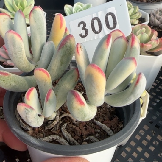 300棒叶锦 一物一拍多肉