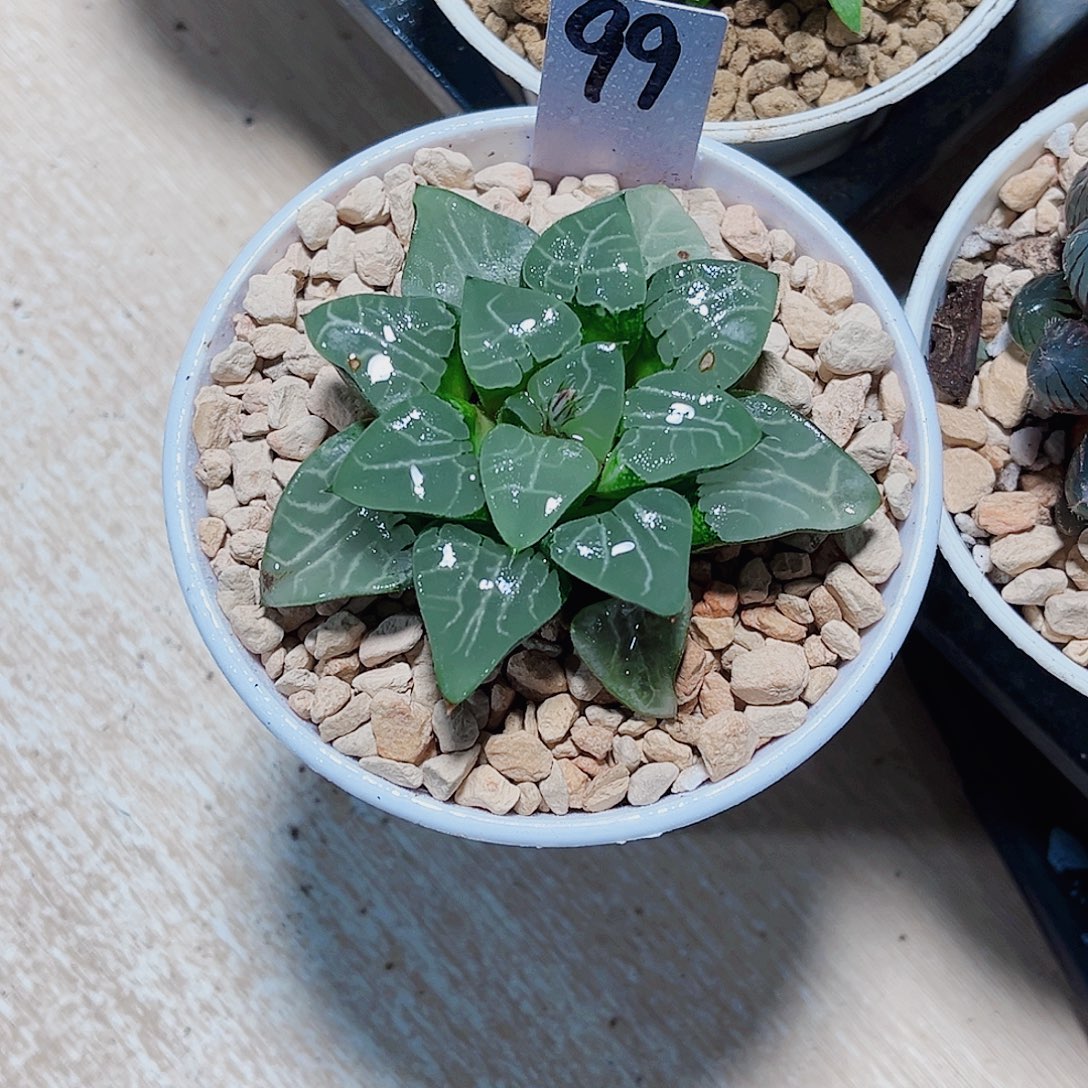 好看的肉肉都是精品