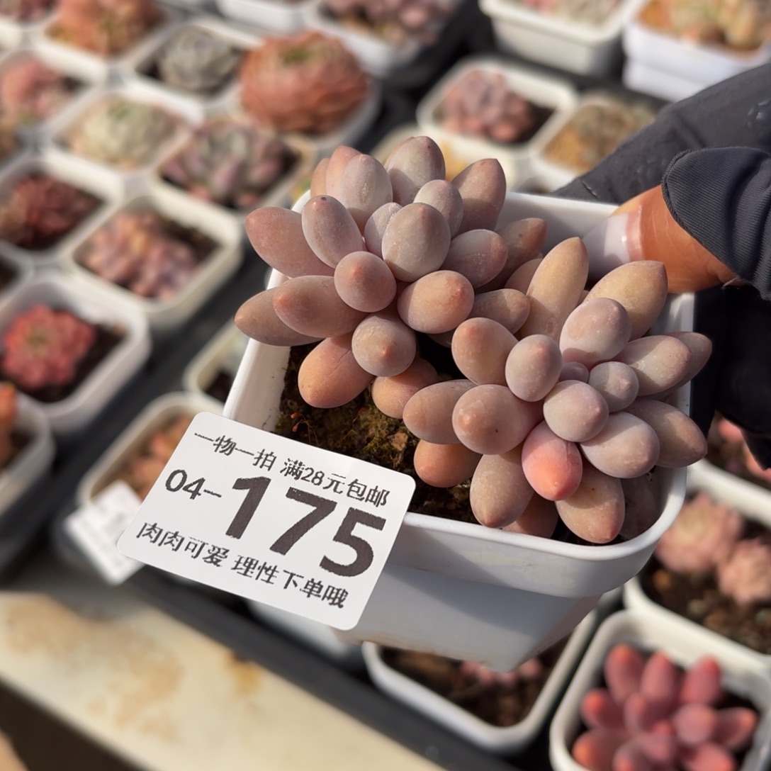 汤圆无盆土发货无盆