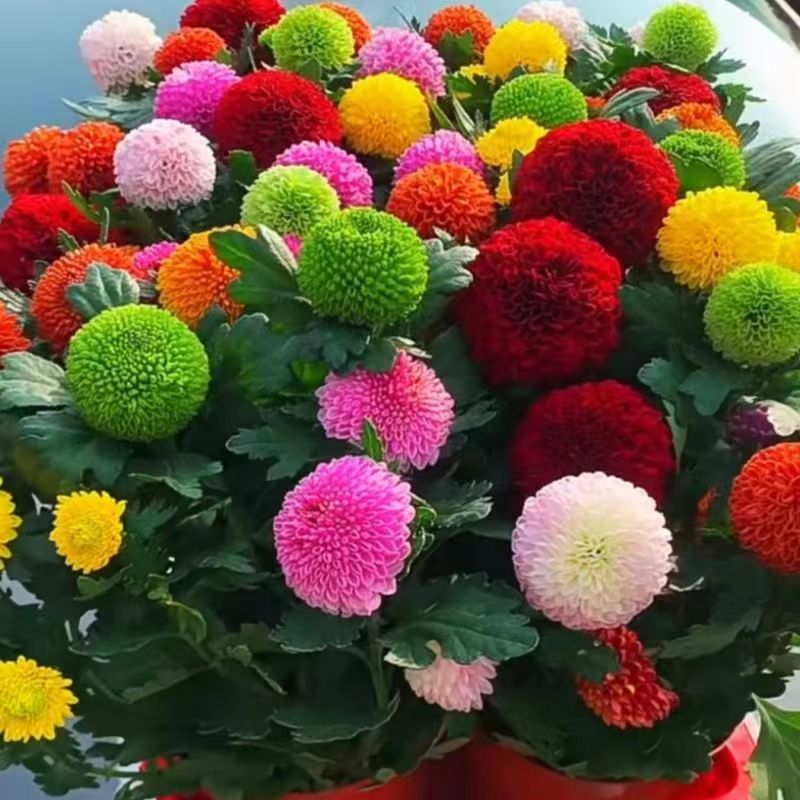 {}七彩乒乓菊乒乓球混色菊种子盆栽鲜花耐寒秋天庭院阳台室内