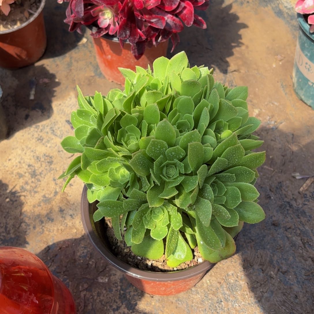 绿杨蓉掐心9.9多肉植物