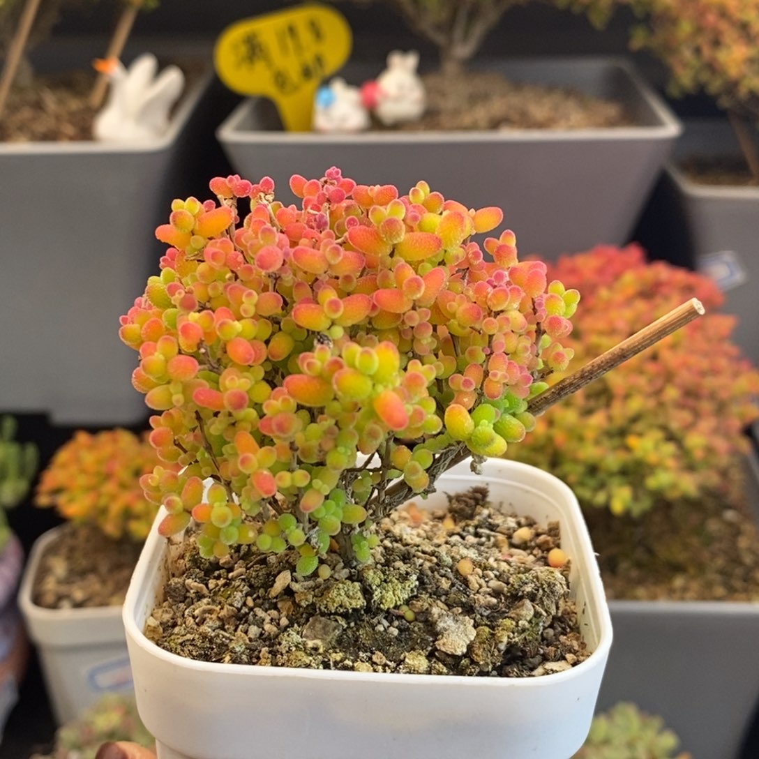 完全开放13号蜜橘糖球（6.5cm）特价