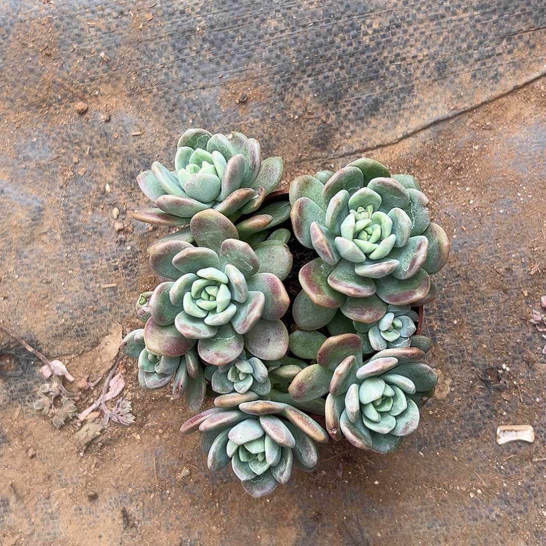燕***子多肉植物实物直播实物153