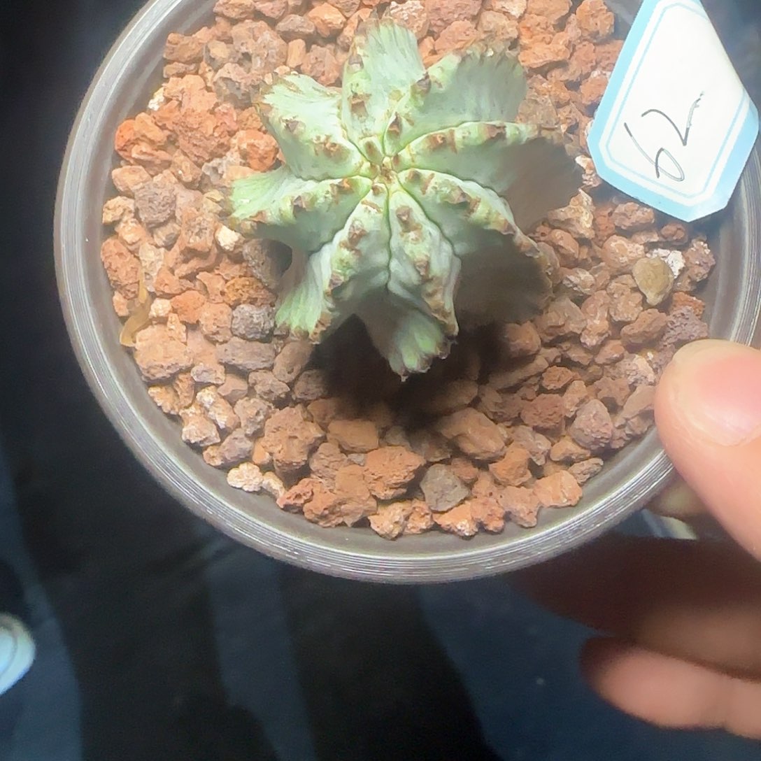 魁伟玉白镐 多肉植物