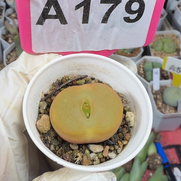 饼****179mmmmmmmmmmmmmmmmn