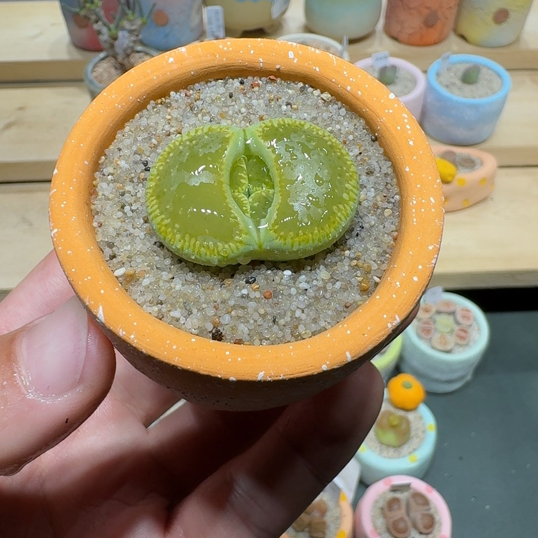 红陶蘑菇904绿光阳