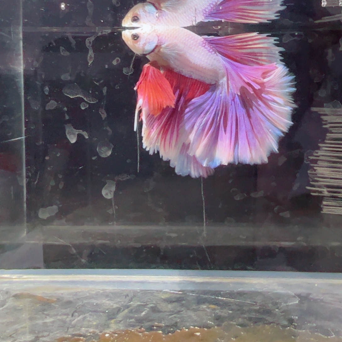 斗鱼浅色特殊尾hhhh