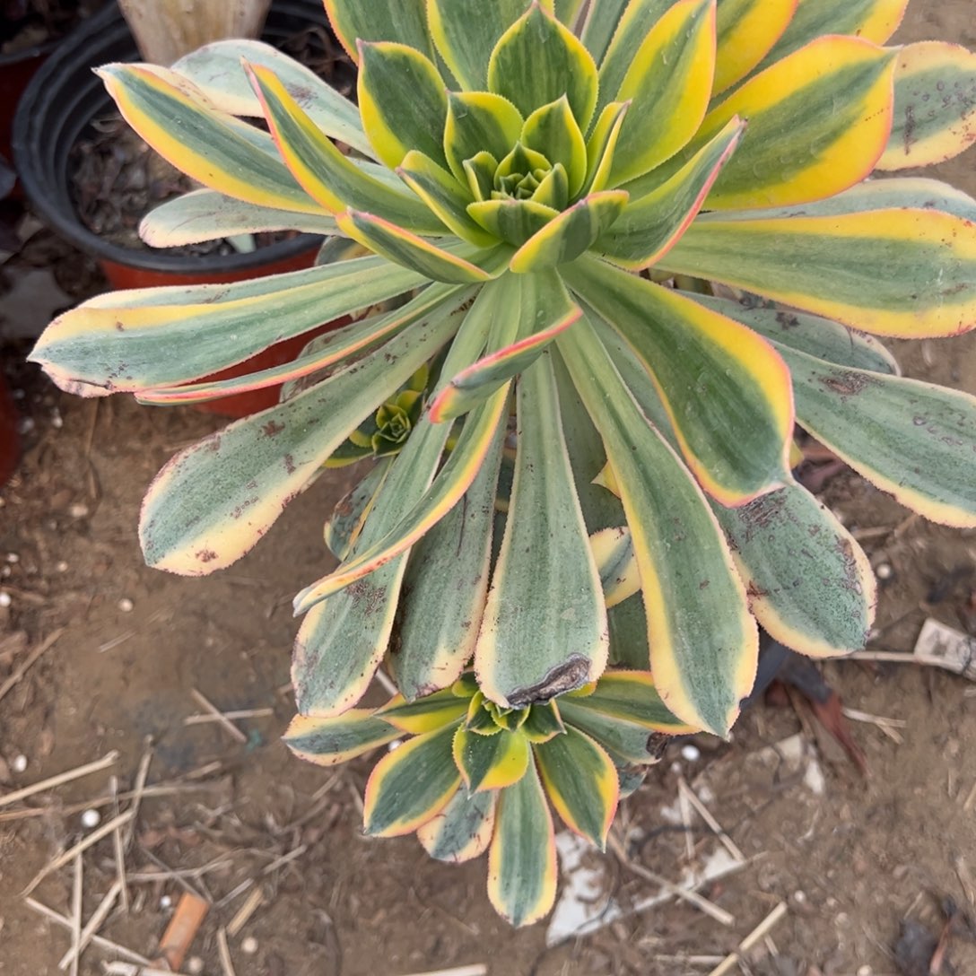 954灿烂多肉植物法师多肉