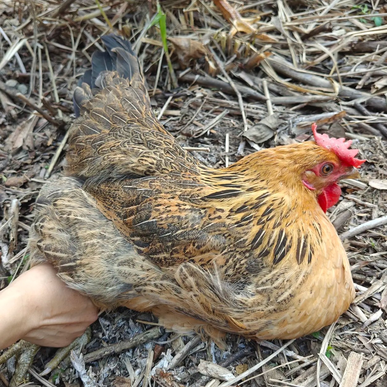 正宗农村散养土项鸡（孕妇女孩子指定）喂五谷杂粮（活发，杀好）