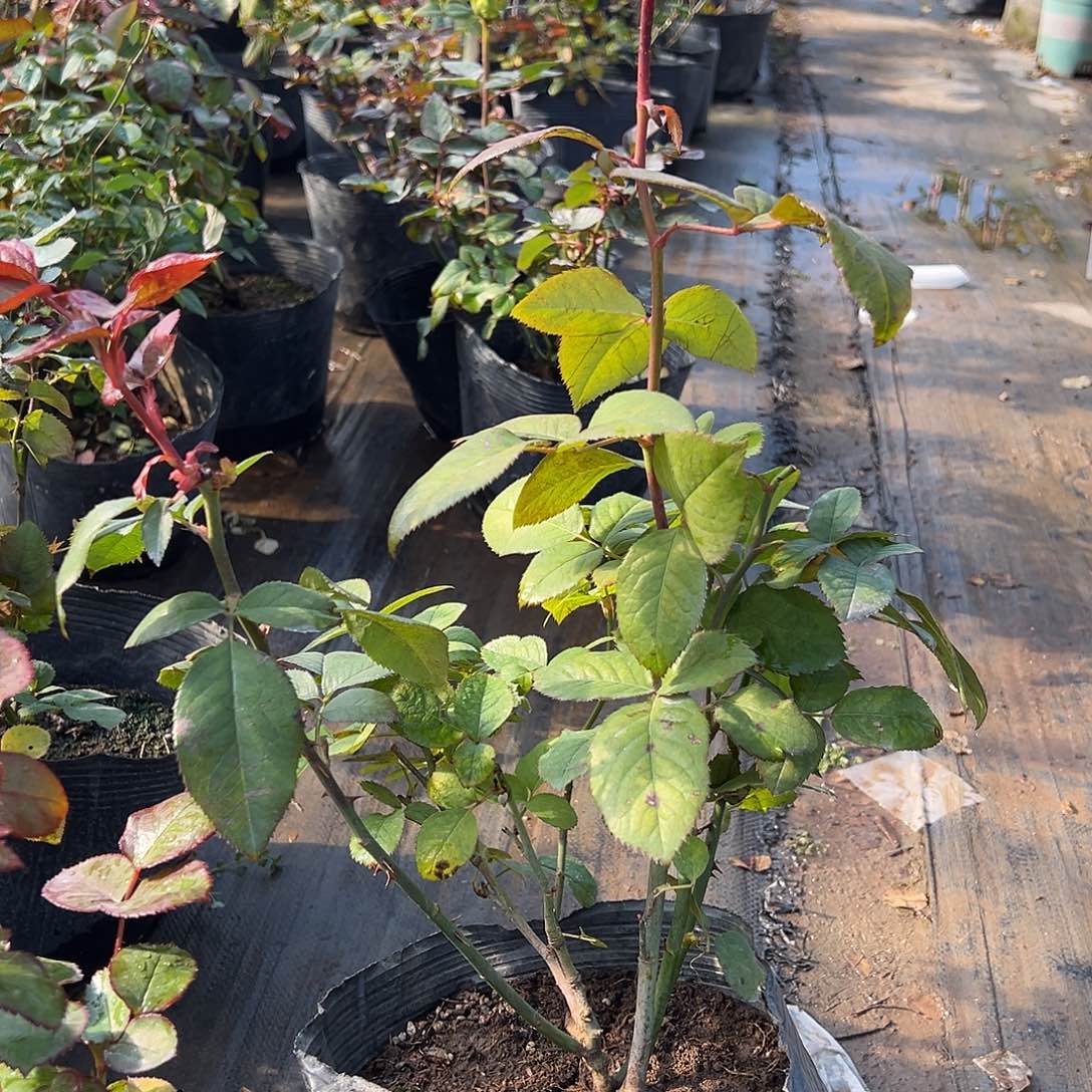 当前无花栽培后可以开花