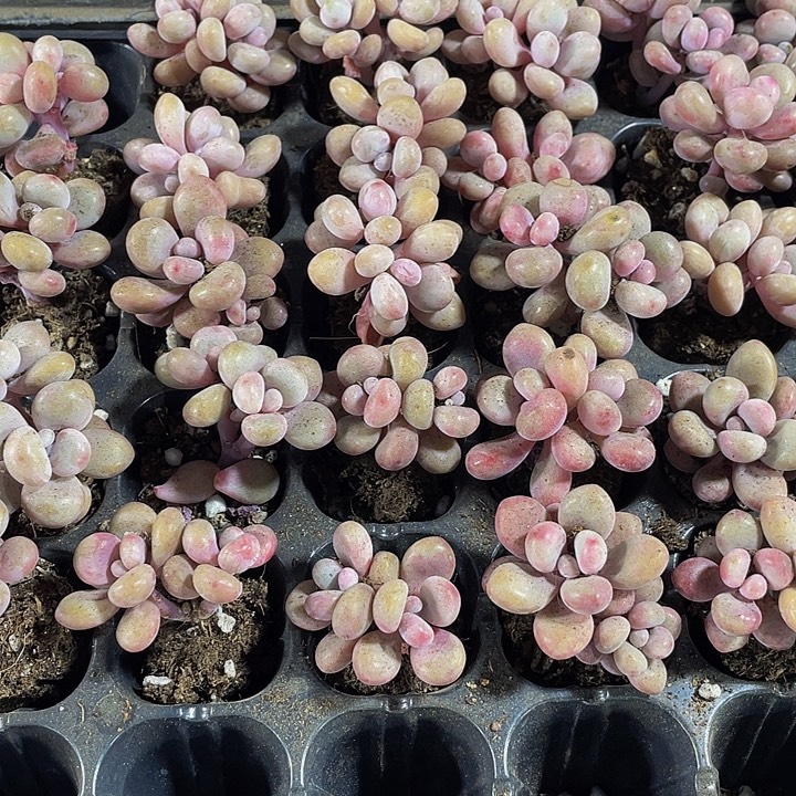 双头小桃蛋1元带土发货