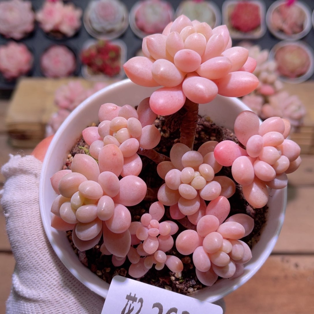 花02-263洛可可群