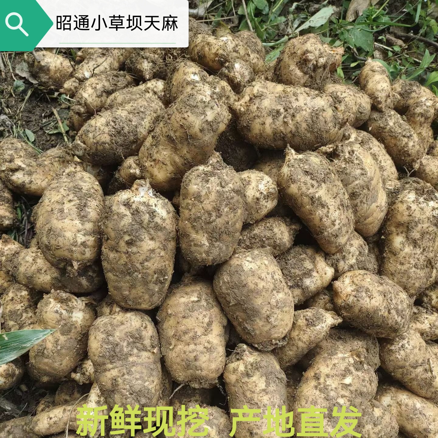 （新鲜天麻）正宗云南昭通小草坝天麻现挖鲜麻炖汤营养冬麻产地直发