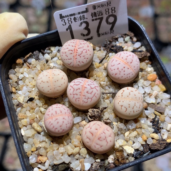 Zzzzz精品的肉肉1379