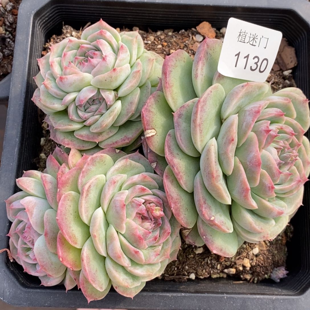 咖***辣不包整散掉头1130~散~特