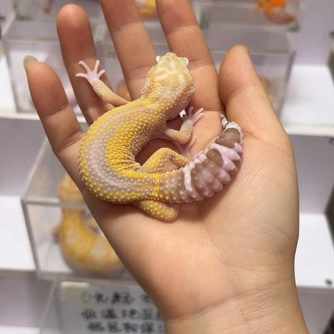 豹纹守宫豹纹守宫