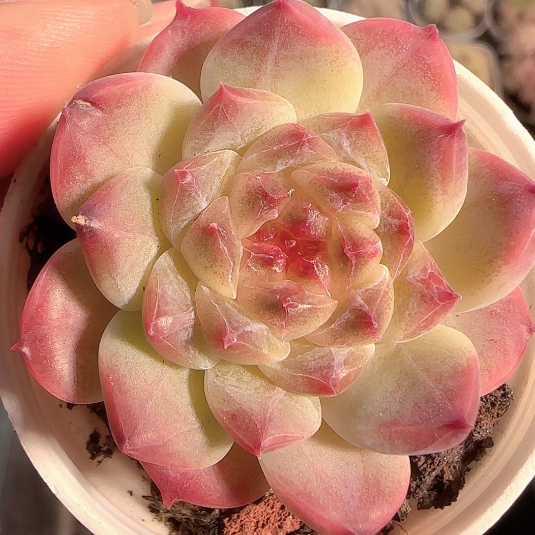 多肉1129-153秘境冰魄