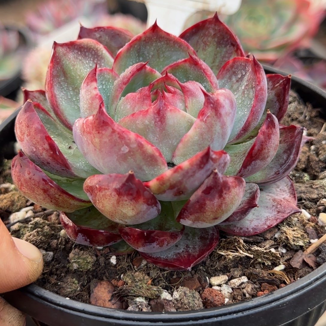 滕***惊鸿一物一拍包装收缩花旱850