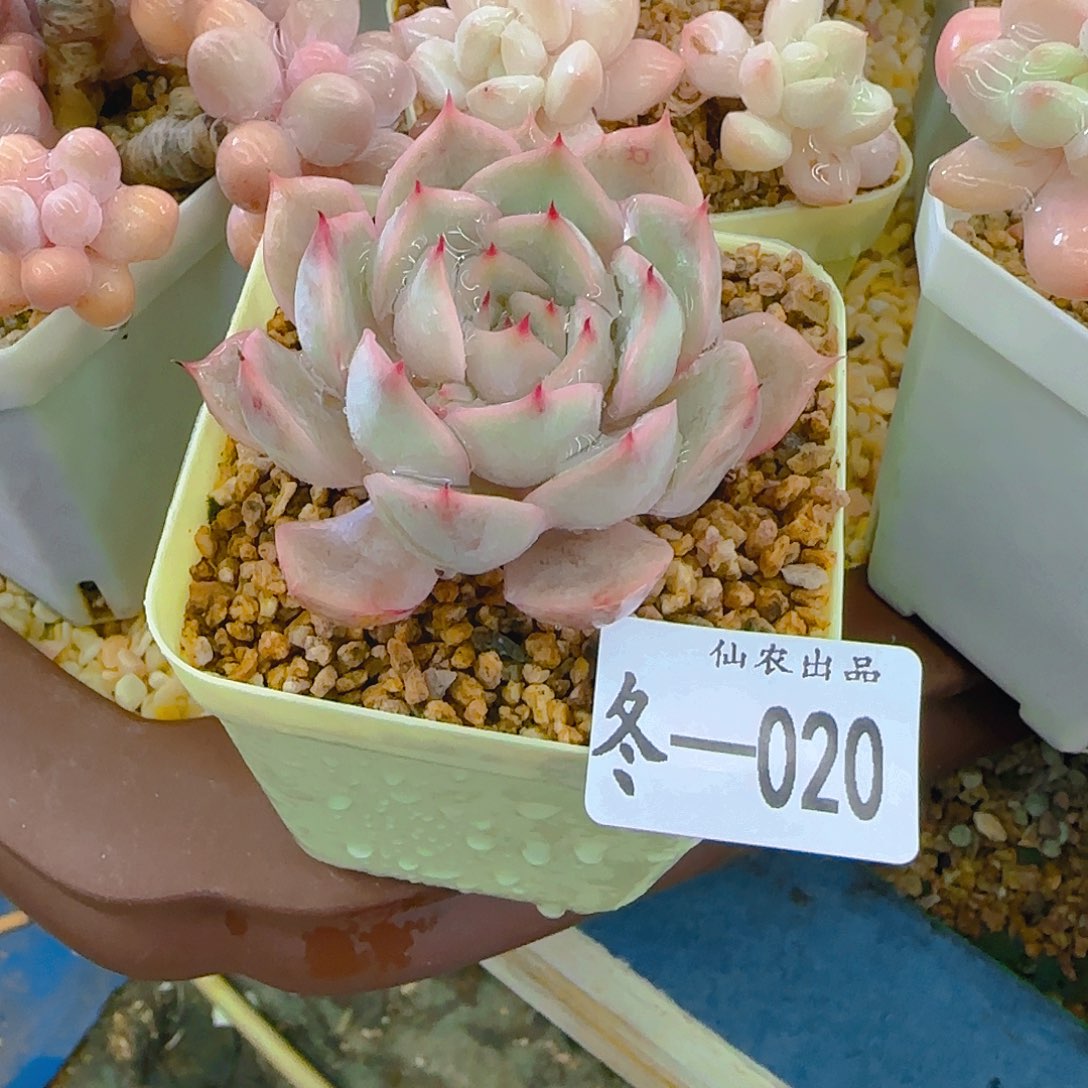 蛋清荷，020，仙农出品多肉