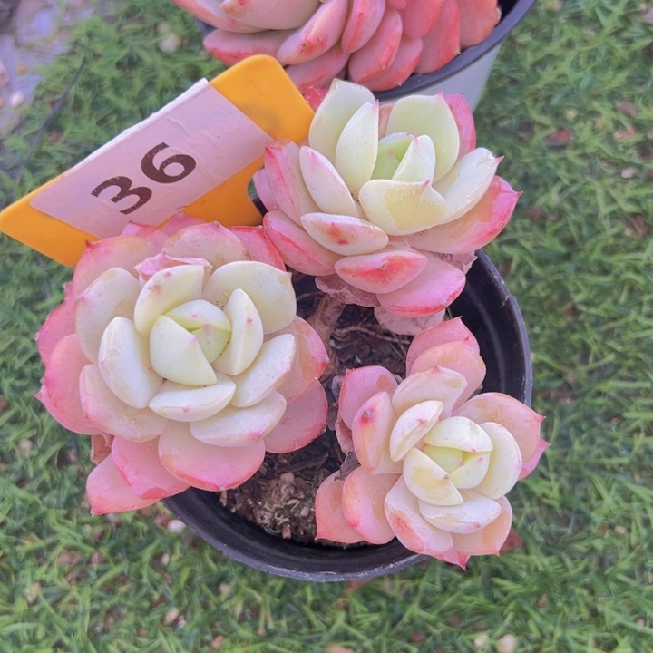 健健康康平平安安