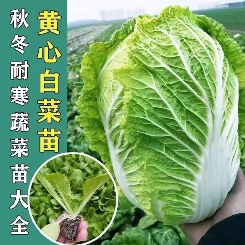 黄心大白菜秧苗带土发货秋冬季菜园庭院种植蔬菜苗子穴盘育苗秧苗