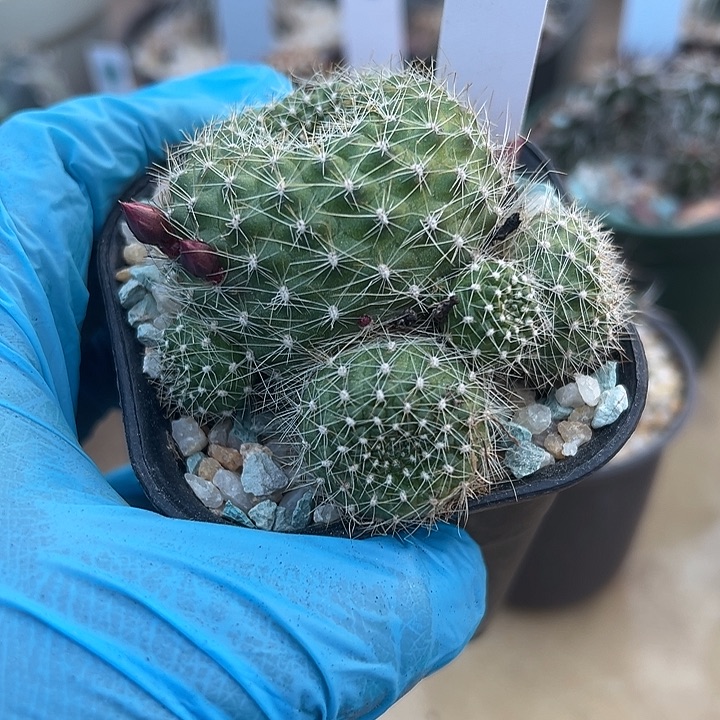 潇****96号实生宝山盲盒群生