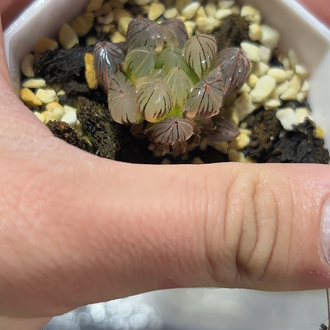 霓虹灯锦十二卷多肉植物