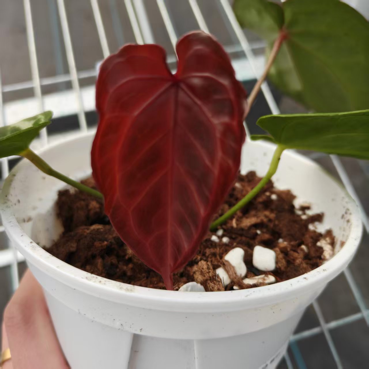 6号 红蝴蝶   花烛