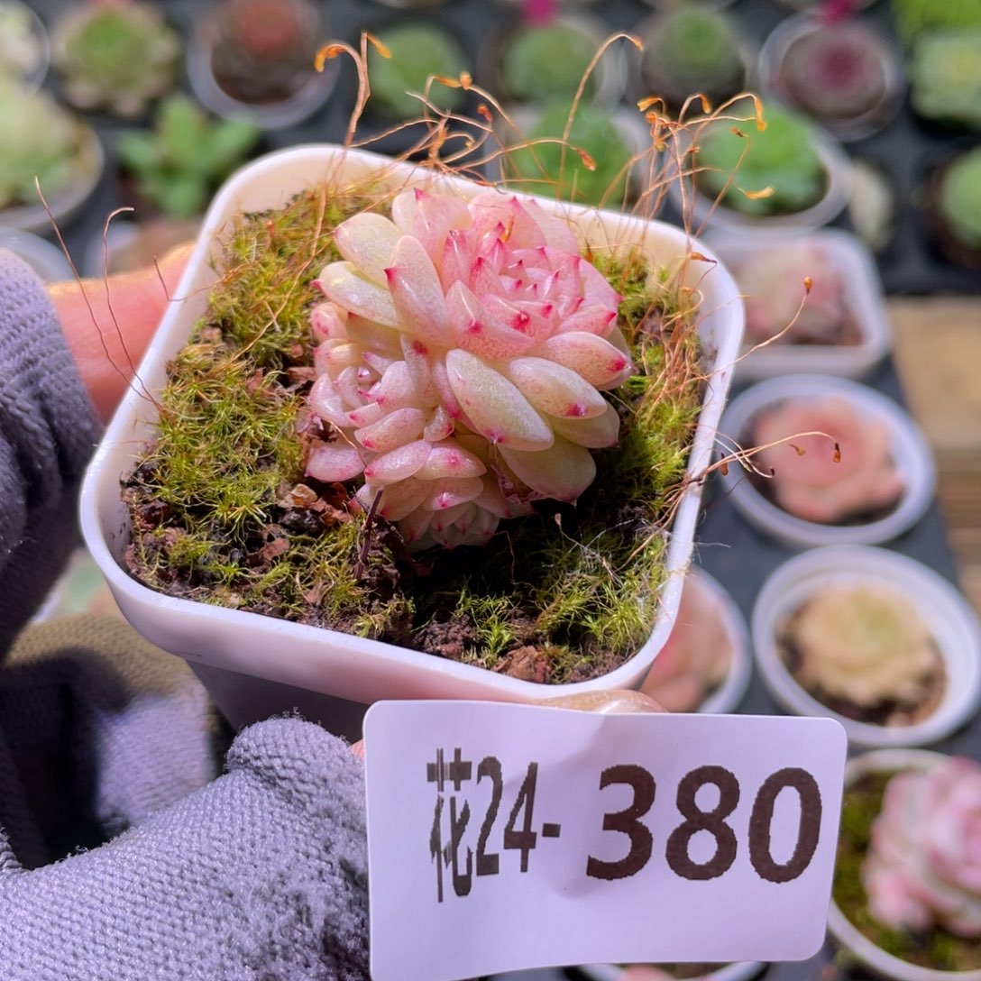 花利美24-380新品