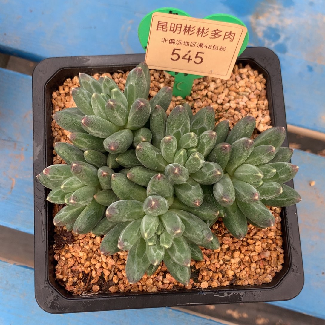 伊卡鲁斯无砍平头545