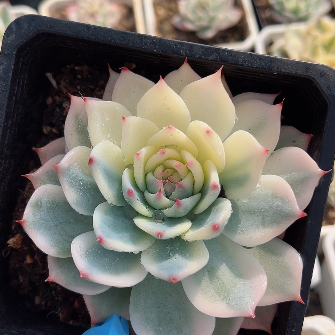 吉娃娃锦，半覆轮锦