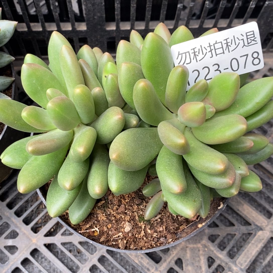 两单包邮1223-078芒果奶