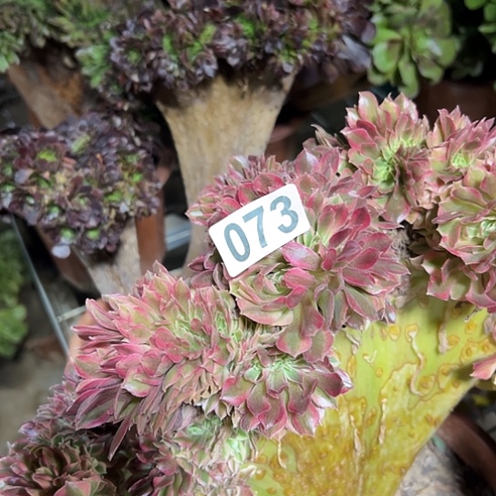 珍***！多肉植物一个斑斓073